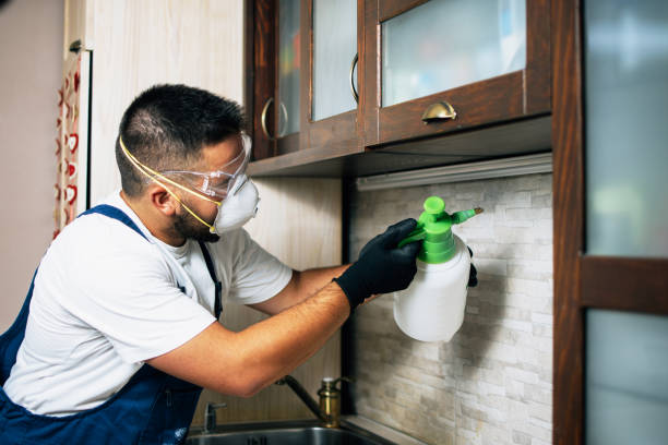Best Flea Control Services  in Edgewood, KY