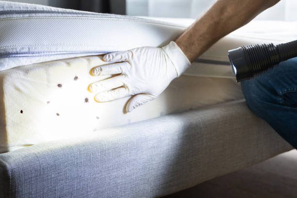 Best Wasp Removal Services  in Edgewood, KY